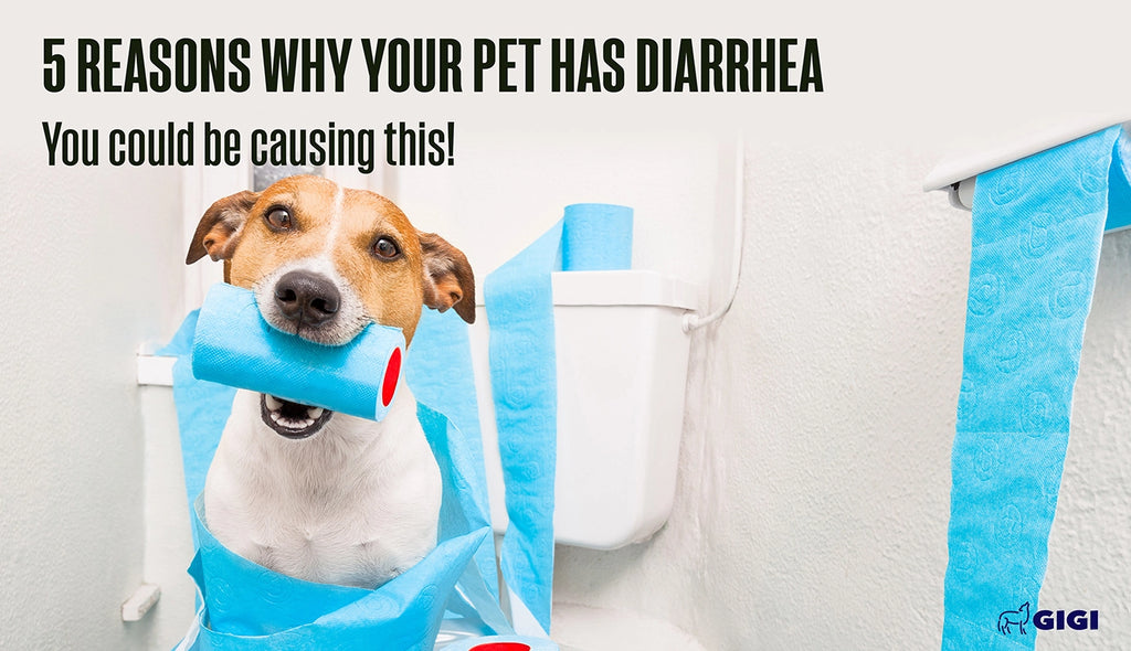 5 reasons why your pet has diarrhea