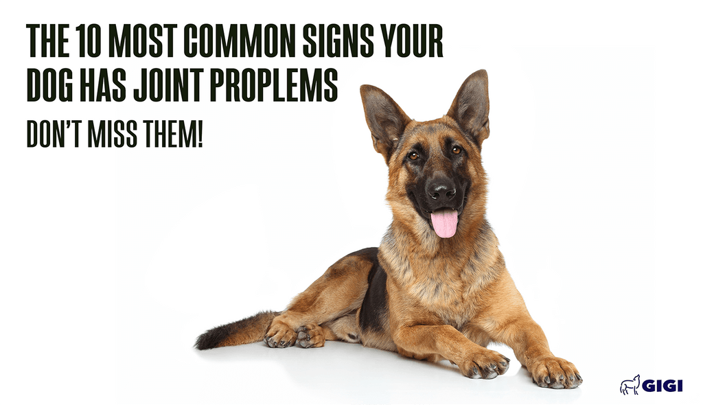 The 10 most common signs your dog has joint problems