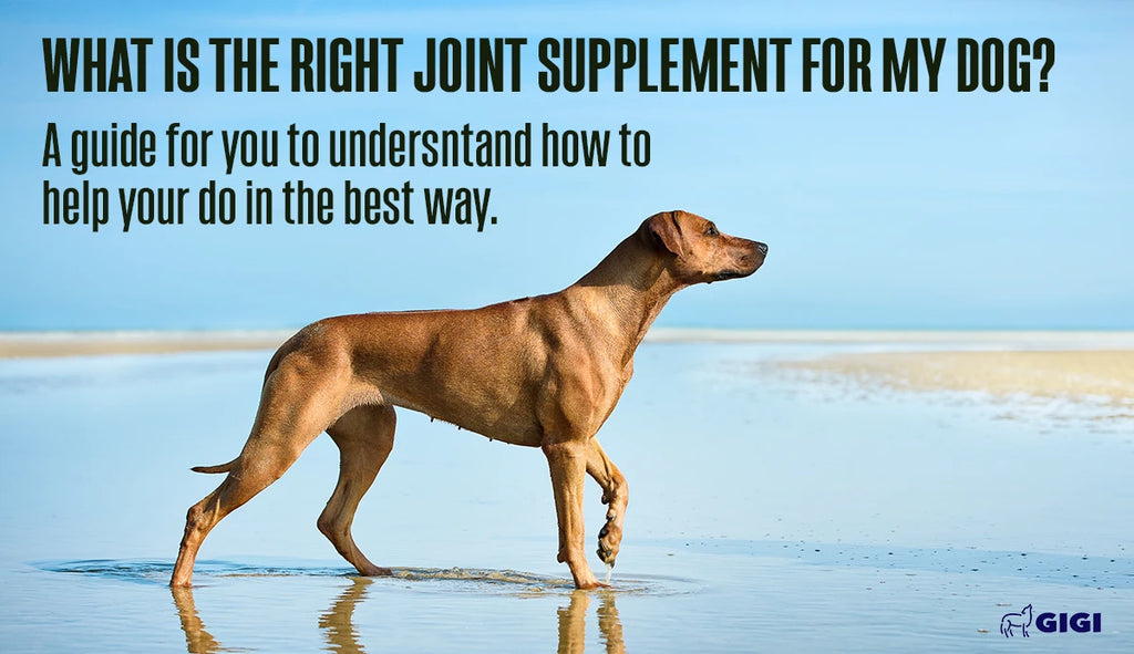 What is the right joint supplement for dogs?